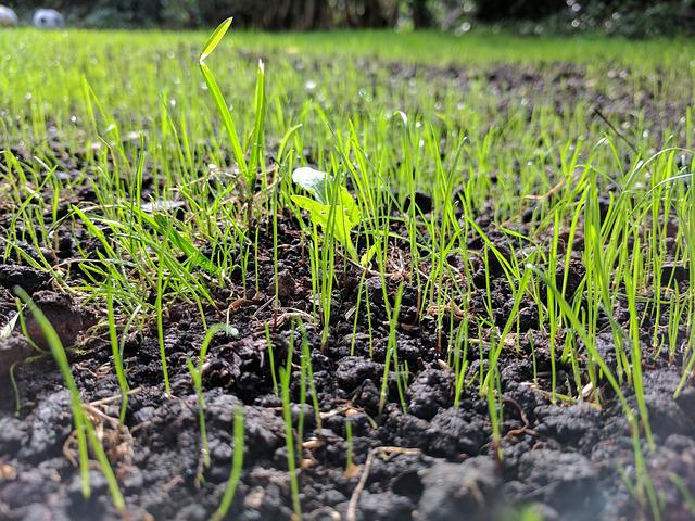 How to Control Your Grass Seed Growth