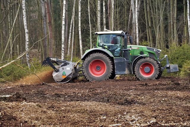 Professional Tree Removal Cost: A Look at the Factors That Impact Price