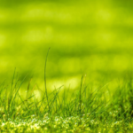 Is Artificial Turf like Bilt Right the Future of Lawns?
