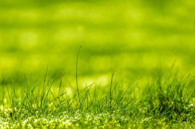 Is Artificial Turf like Bilt Right the Future of Lawns?