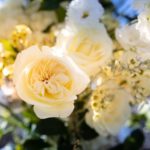 Top Reasons to Give Flowers to Someone You Love
