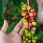 Everything That You Wish To Know About Services Offered By Kona Coffee Farm Tours