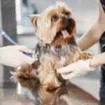 The Benefits of Protection Dog Services for Grooming Your Pet