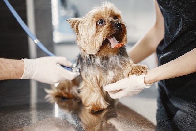 The Benefits of Protection Dog Services for Grooming Your Pet