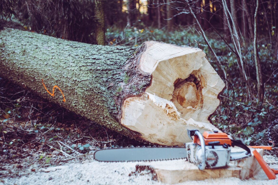 What is Tree Felling?