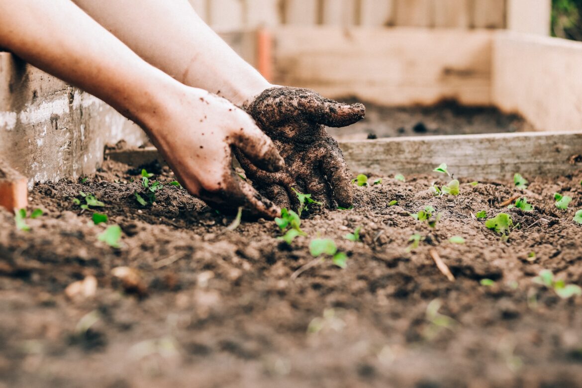 Benefits of Gardening and Landscaping