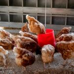 Essential Poultry Farming Equipment: A Beginner’s Guide