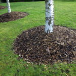 The Ultimate Guide To Tree Care And Maintenance