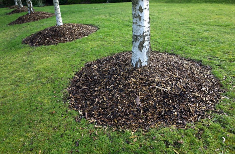 The Ultimate Guide To Tree Care And Maintenance