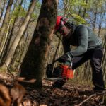 The Importance of Tree Pruning for the Health of Your Trees