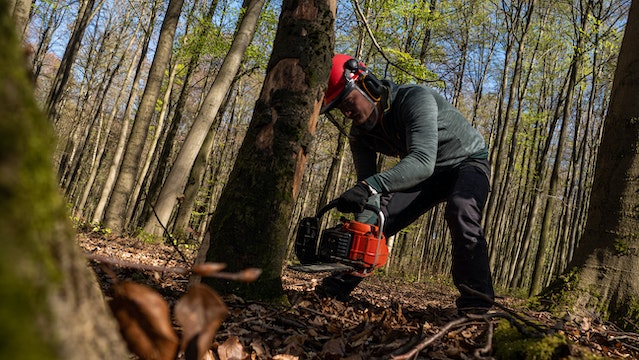 The Importance of Tree Pruning for the Health of Your Trees