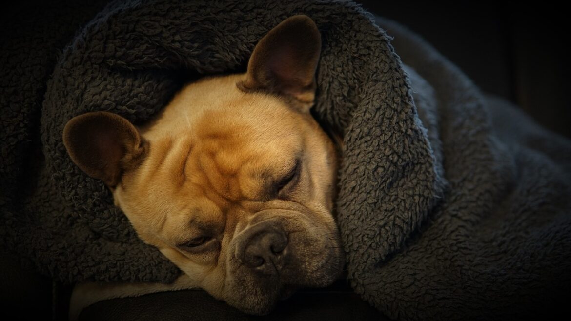 8 Tips for Keeping Your Dog Warm This Winter