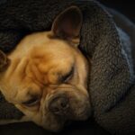 8 Tips for Keeping Your Dog Warm This Winter