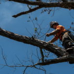 A Complete Guide To Trimming Trees Safely