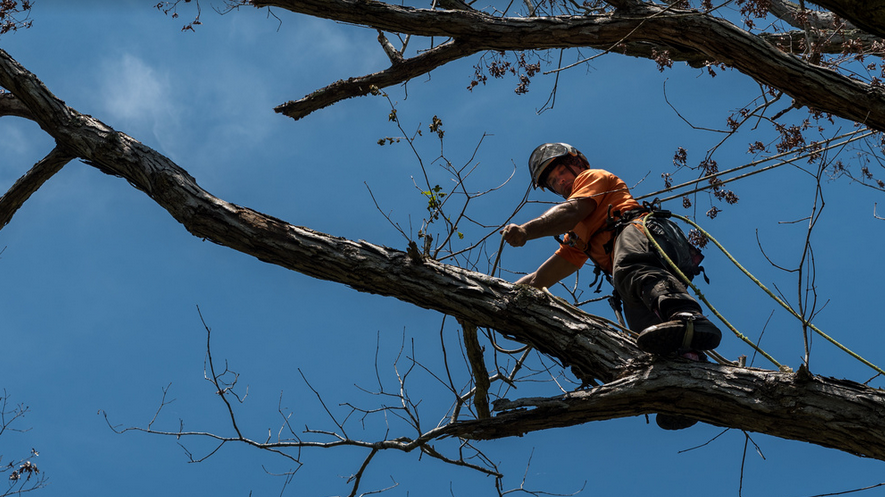 A Complete Guide To Trimming Trees Safely