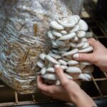 How to Start a Profitable Mushroom Farm