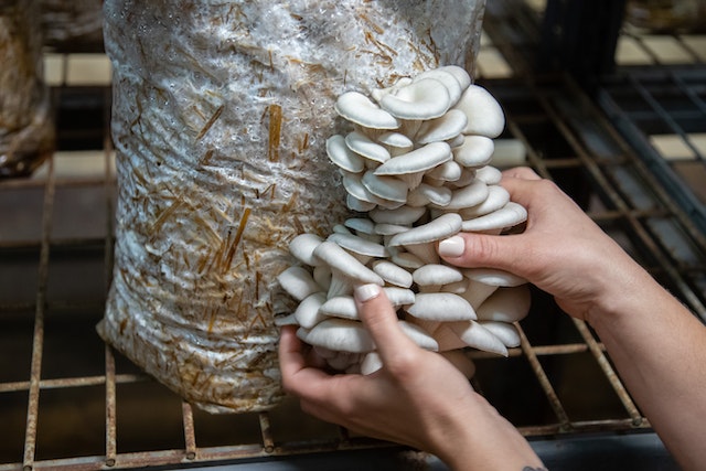 How to Start a Profitable Mushroom Farm