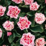How to Grow and Care for Carnations in your Garden