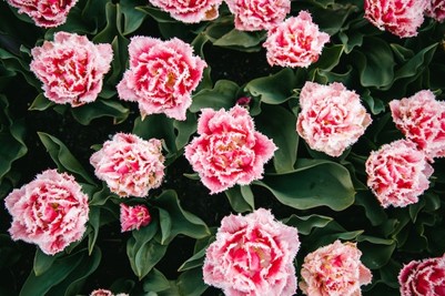 How to Grow and Care for Carnations in your Garden