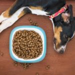Familiarize Yourself with the Different Types of Dog Food