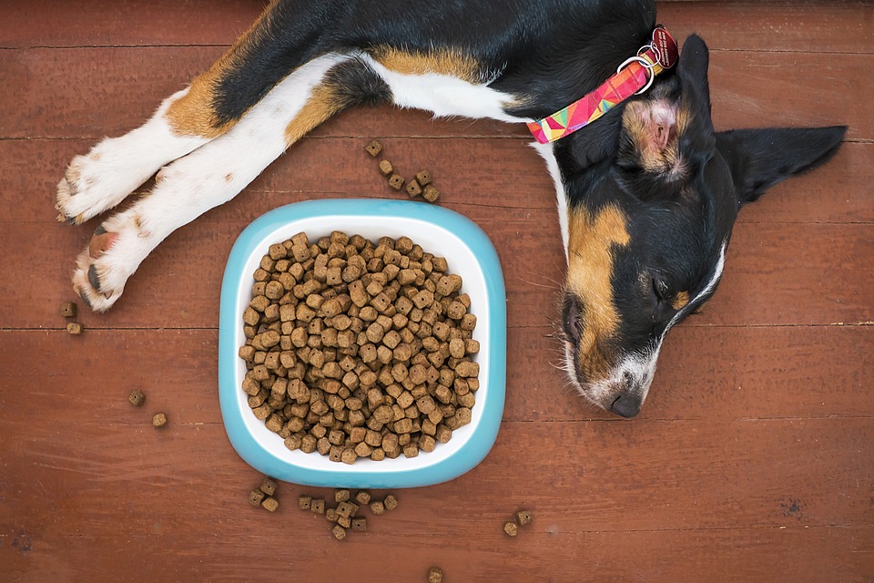 Familiarize Yourself with the Different Types of Dog Food
