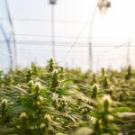 How Hemp Lotion Can Help Relieve Pain