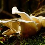 The Top Six Ways Mushroom Gummies Can Boost Your Immune System