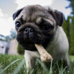 Understanding Pet Nutrition – What to Feed Your Furry Friend