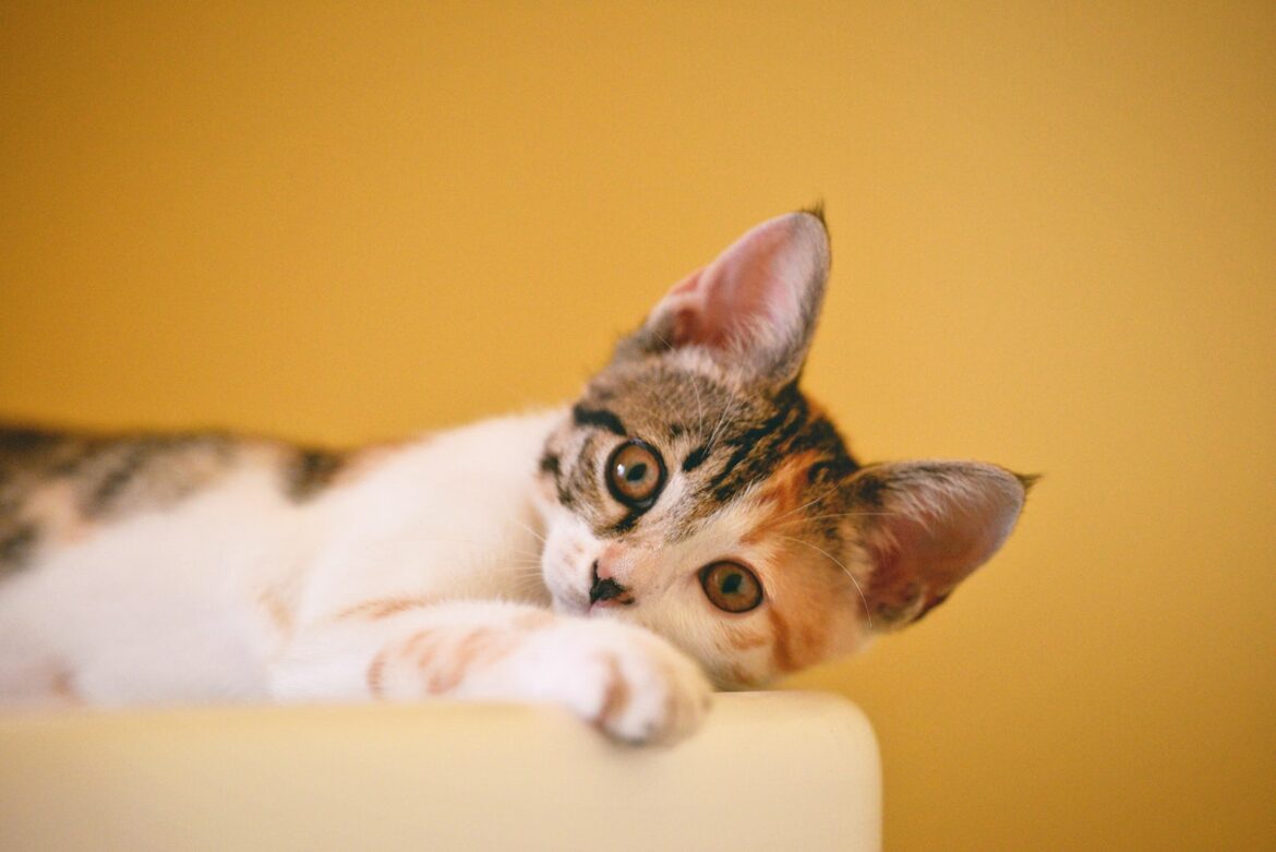 8 Things to Consider Before Getting a Cat as a Pet