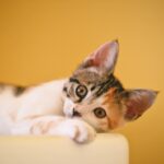 8 Things to Consider Before Getting a Cat as a Pet