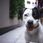 The Science Behind Dog Bites: Unraveling the Canine Behavior