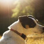 14 Best Small Guard Dogs to Protect You and Your Family