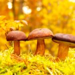 Turkey Tail Mushroom: 5 Surprising Benefits