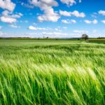 Potash: The Little Understood Critical Element for Agriculture