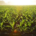 Renewable Energy in Agriculture: Solar Farms and Bioenergy