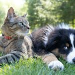 The Hidden Connection: Bridging Gaps through Animal Telepathy