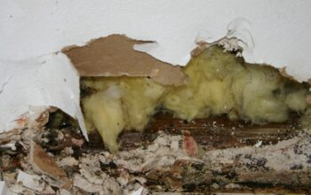identifying mold issues in kansas city homes