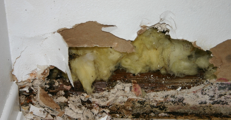 Identifying Mold Issues in Kansas City Homes