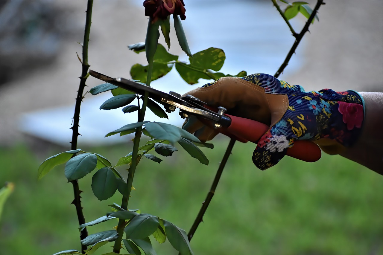 Beautify Your Yard This Summer With Professional Tree Services - WorthvieW