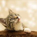 Paws for Thought: Protecting Your Precious Feline with the Best Cat Insurance