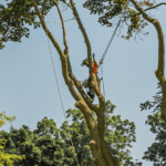 How to Choose Best Arborist for Your Garden in Toronto?