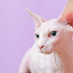 Sphynx Cat Care Secrets: Keeping Your Hairless Feline Happy