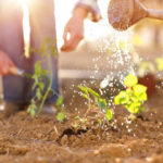 3 Reasons to Plant a Garden In Your Yard