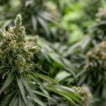 What to Know About the Greenlight Dispensary?