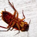 The Ultimate Guide to Identifying and Getting Rid of Kitchen Bugs
