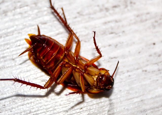 The Ultimate Guide to Identifying and Getting Rid of Kitchen Bugs
