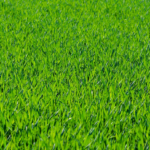 Guide to a Healthy and Beautiful Lawn: A Step-by-Step Approach