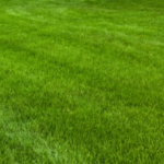 How to Get Premium Fresh Sod for Sale with Delivery and Installation