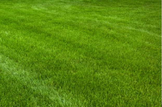 How to Get Premium Fresh Sod for Sale with Delivery and Installation