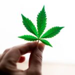 The Ultimate Guide to Premium Cannabis: What You Need to Know